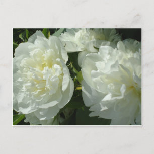 Cartão Postal Fotografia floral branca de pénia branca Elegante