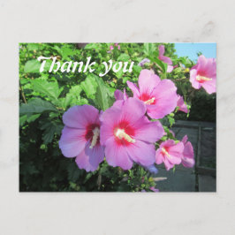 Cartão Postal Fotografia Floral Rosa Obrigado