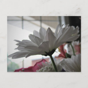 Cartão Postal Fotografia Floral White Daisy Original