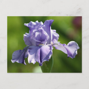 Cartão Postal Fotografia Iris "Springtime Blues"