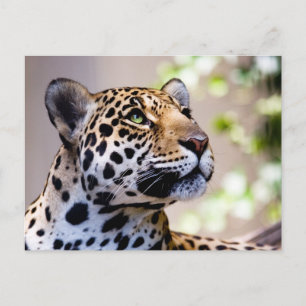Cartão Postal Fotografia Leopard
