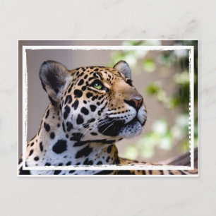 Cartão Postal Fotografia Leopard