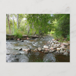 Cartão Postal Fotografia natural de Oak Creek e Mallard Patos