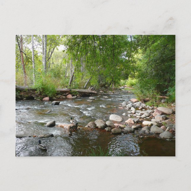 Cartão Postal Fotografia natural de Oak Creek e Mallard Patos (Frente)