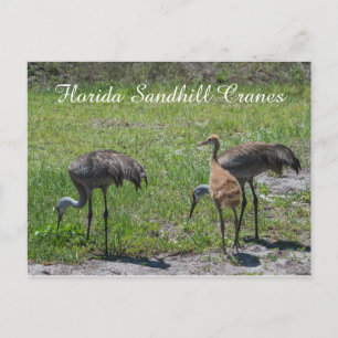 Cartão Postal Fotografia Natureza da Família Flórida Sandhill Cr