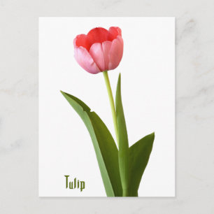 Cartão Postal Fotografia oral Floral da Natureza com Tulip Prima