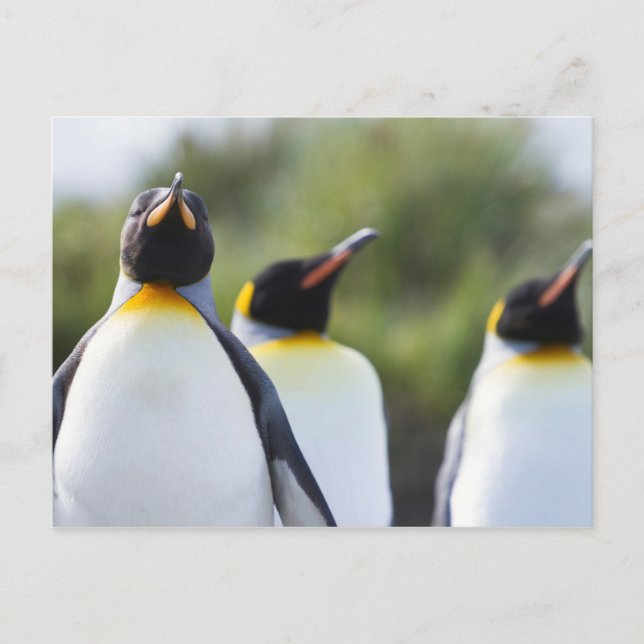 Cartão Postal Fotografia orgulhosa do rei dos pinguins (Frente)