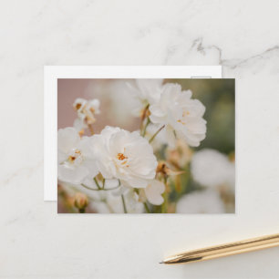 Cartão Postal Fotografia Romântica de Rosas Korbin Brancas Elega