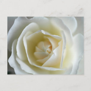 Cartão Postal Fotografia Rosa Branca