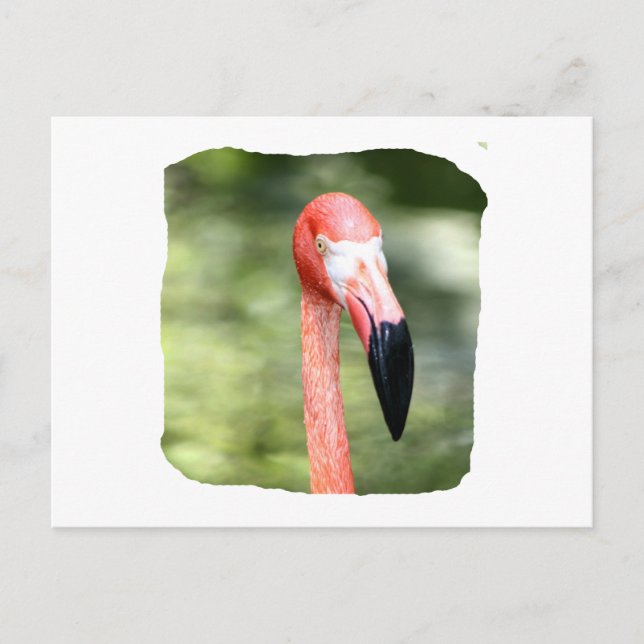Cartão Postal Fotografia rosa com cabeça flamingo, fundo verde (Frente)