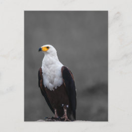 Cartão Postal Fotografia Seletiva de Cor Minimalista da Águia