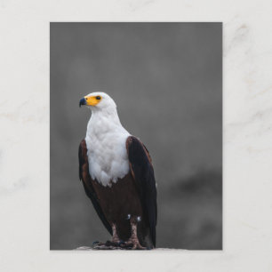Cartão Postal Fotografia Seletiva de Cor Minimalista da Águia