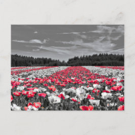 Cartão Postal Fotografia Seletiva de Cor Minimalista do Campo Fl