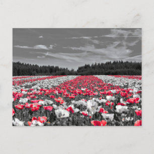 Cartão Postal Fotografia Seletiva de Cor Minimalista do Campo Fl