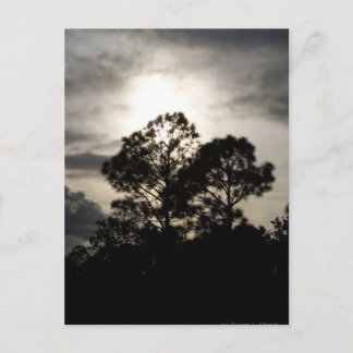 Cartão Postal Fotografia surreal a preto e branco de pinheiros