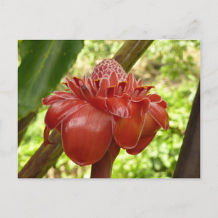 Cartão Postal Fotografia Tropical do Flor Vermelho Torch Ginger
