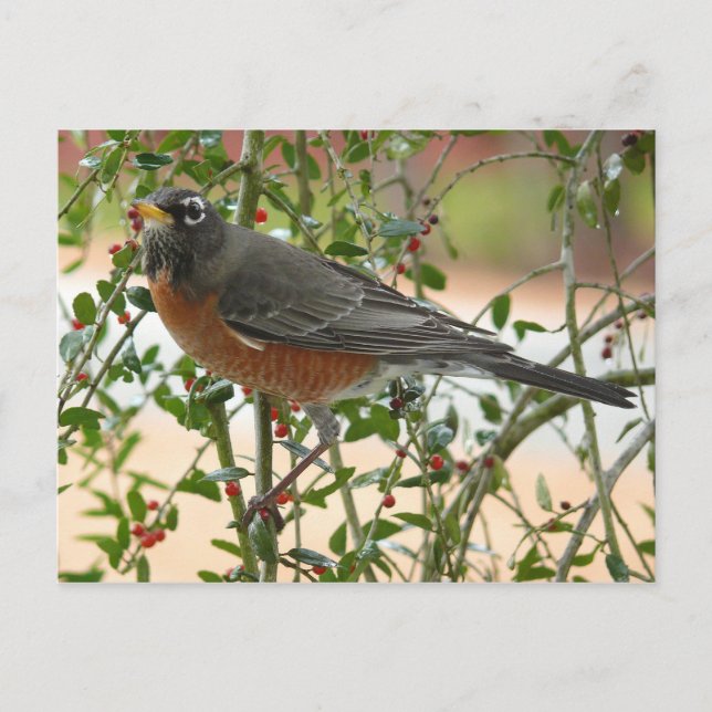 Cartão Postal Fotografias : aves - (Frente)