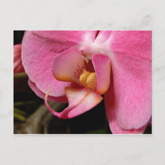 Cartão Postal Fotografias das Orquídeas Lindo
