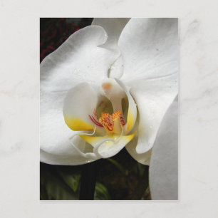 Cartão Postal Fotografias das Orquídeas Lindo