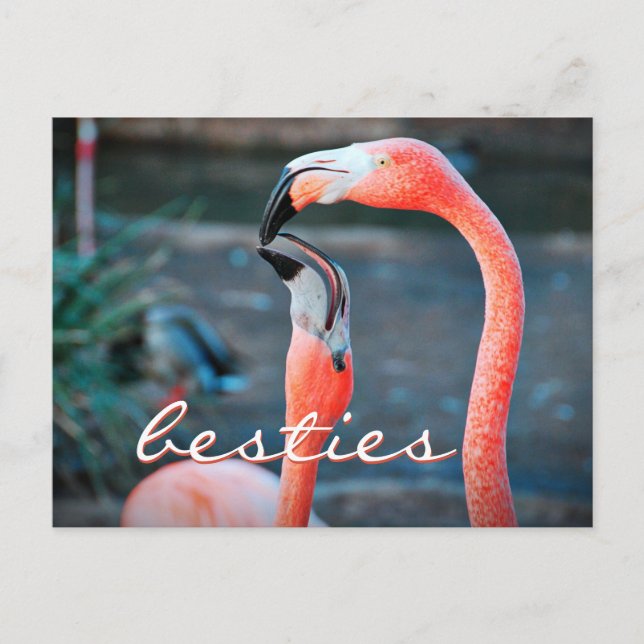 Cartão Postal Fotografias de Amigos Flamingo, Rosa, com Na moda (Frente)