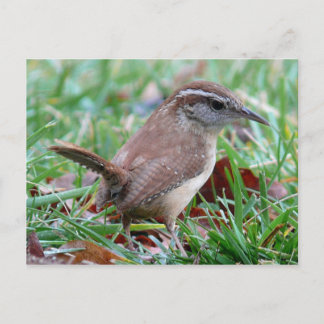 Cartão Postal Fotografias: pássaros -