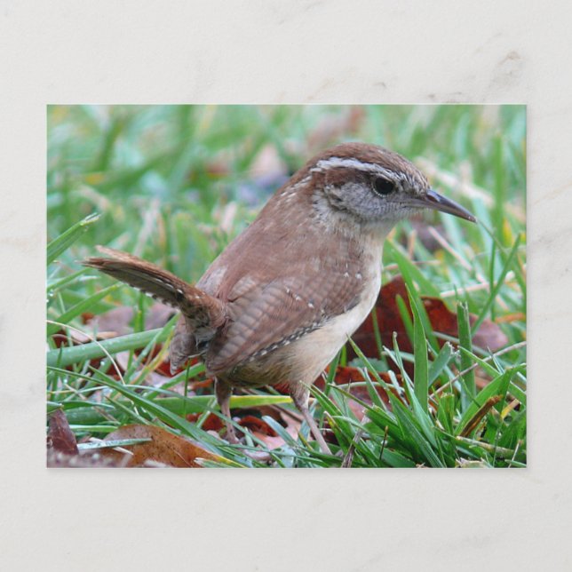 Cartão Postal Fotografias: pássaros - (Frente)