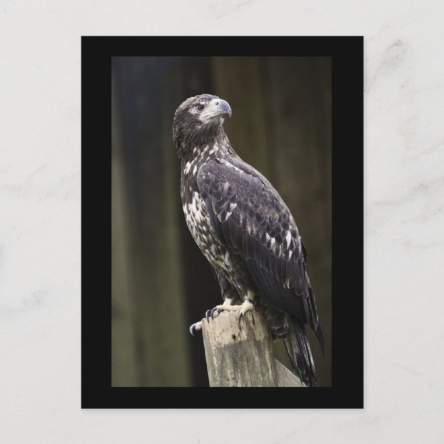 Cartão Postal Fotográfico de Águia Dourada (Frente)