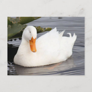 Cartão Postal Fotográfico do Pato Branco