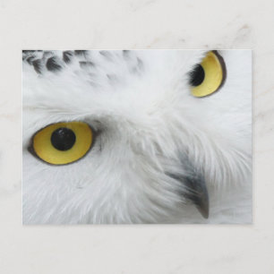 Cartão postal Fotográfico Snowy Owl