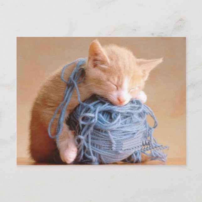 Cartão Postal Fotos de Gato e Gatinho de precioso, presentes - P (Frente)