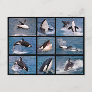 Cartão Postal Fotos do mosaico de baleias assassinas