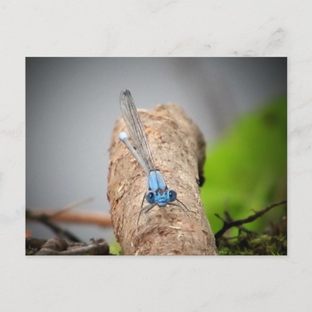 Cartão Postal fotos naturais (Frente)