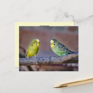 Cartão Postal Fotos Personalizadas de Lindos Periquitos Verdes e