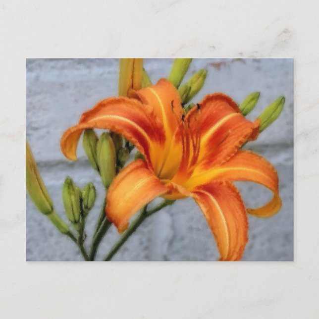 Cartão Postal Foundation Lily - Daylily (Frente)