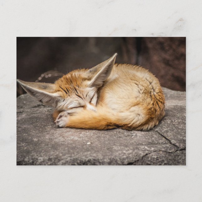 Cartão Postal Fox bonito de Fennec (Frente)