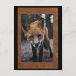 Cartão postal Fox Close Up Postcrossing