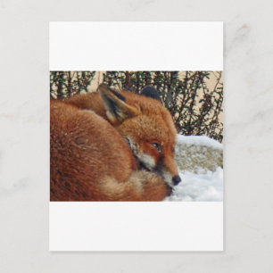Cartão Postal Fox day dreaming