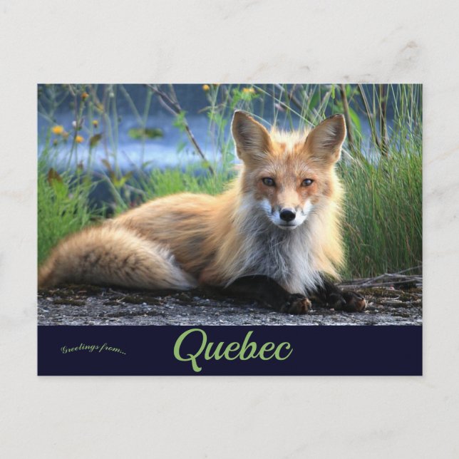 Cartão Postal Fox in Percé Quebec Canadá (Frente)