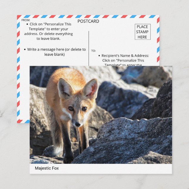 Cartão Postal Fox Majestosa (Frente/Verso)