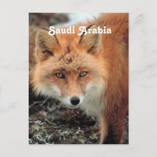 Cartão Postal Fox saudita (Frente)