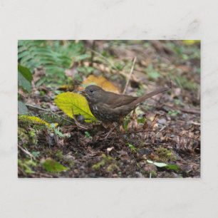 Cartão Postal Fox Sparrow