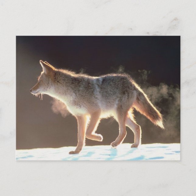 Cartão Postal Fox Trots de inverno (Frente)