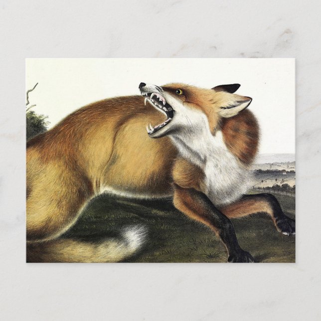 Cartão Postal Fox Vermelha Americana, Vulpes vulpes fulvus por A (Frente)