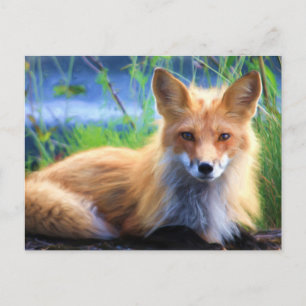 Cartão Postal Fox Vermelha Lay na Imagem de Grass Wildlife