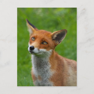 Cartão Postal Fox vermelho