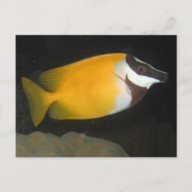 Cartão Postal Foxface Rabbitfish (Frente)