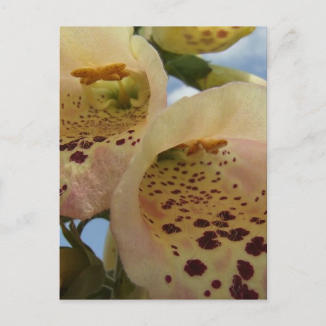 Cartão postal Foxglove (Frente)
