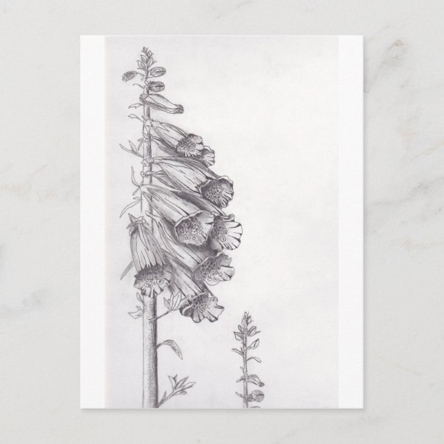 Cartão Postal Foxglove (Frente)