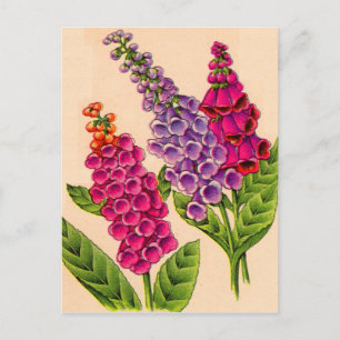 Cartão Postal foxglove em vermelho e roxo