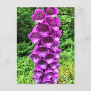 Cartão Postal Foxglove Flowers, Oregon